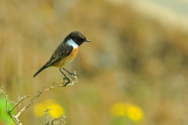 17 04 14_3135_edited-1.jpg - STONECHAT - SOUTHBOURNE CLIFFS, BOURNEMOUTH, DORSET - 17.4.14
